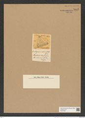 Entogonia amabilis Grev. (de-Toni-Nr.: Genus 141, Species 4075) Zeichnungen Sammlung Grunow Nr. 7615 (NHMW-BOT-W0376789)